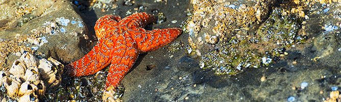 tidepools